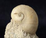 Otostoma retzii (NILSSON 1827) - Bild © FossNet FossilienStore